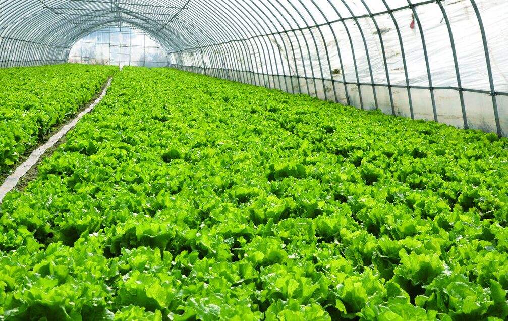 建設(shè)蔬菜溫室大棚